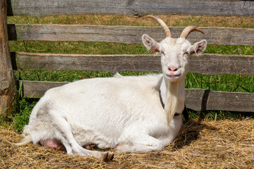 White goat relaxing by a wooden fence on a sunny day in a rural setting