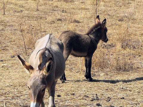 Costa Rei, Sardinia, Italy, September 20, 2025. Two Sardinian donkeys, with a grey coat, sometimes with brown shades, and a dark stripe on their back that intersects with another on their shoulders