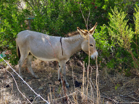 Costa Rei, Sardinia, Italy, September 20, 2025. A Sardinian donkey, native breed common on the island, very hardy and docile. They are small animals with a light gray coat, sometimes with brown shades