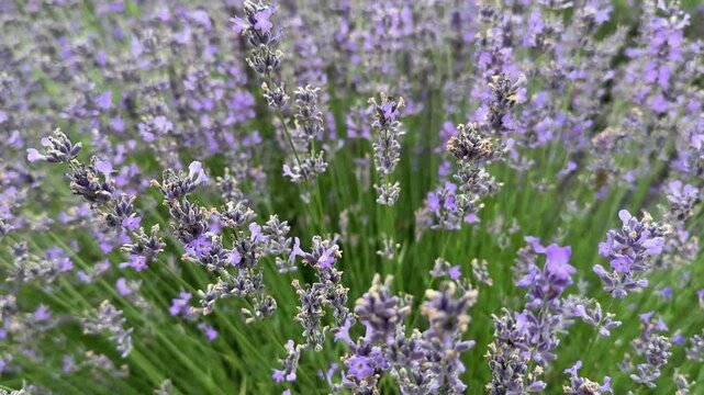 Close-up video of blooming lavender full of buzzing bees collecting nectar. The frame is filled with vibrant purple flowers and constant pollinator activity, creating a dynamic and natural atmosphere