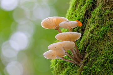 Buchenschleimr&uuml;bling (Oudemansiella mucida)  slimy beech caps