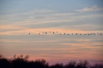 Flock of Geese in a Sunset Sky
