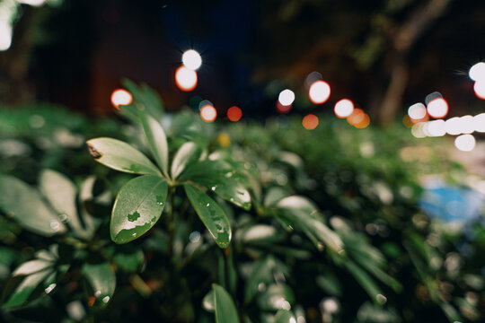 In a park in Dongguan City, Guangdong Province, China, withered leaves of winter lie scattered among the green grass of a natural lawn.