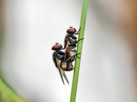 Musca domestica flies mating on a blurry background	