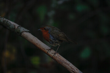 Robin on a branch