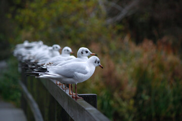 Seagulls in a row