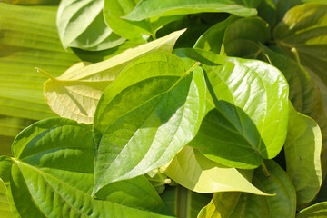 Fresh heart-shaped betel leaves, a traditional Asian herb for medicine and chewing paan.