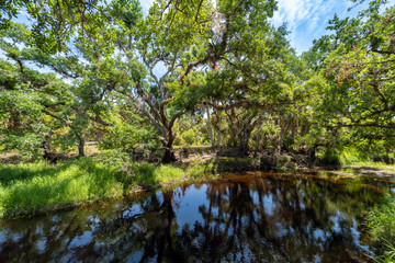 Obraz premium Florida subtropical jungles with green palm trees, river and wild vegetation in southern USA. Dense rainforest ecosystem