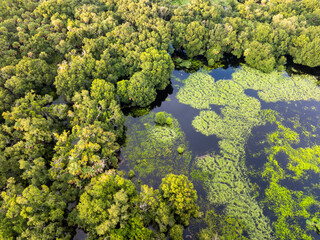 Naklejka premium Florida wetlands with water between green wild vegetation. Tropical ecosystem at sunset