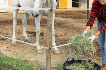 Young girl stable worker feeding horses fresh hay in paddock