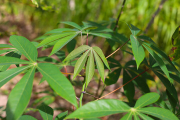 Obraz premium Green leaves of a cassava plant grow in the field.