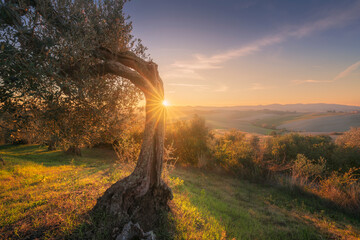 Old Olive Tree with Sunburst in Santa Luce Sunset, Tuscany, Italy