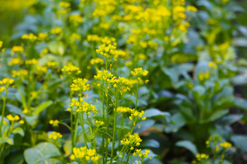 Obraz premium Choy Sum or flowering white cabbage growing in a garden bed