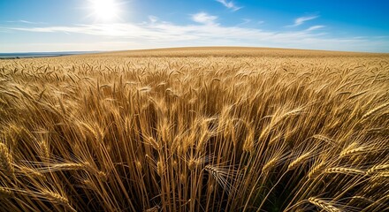 A vast field of golden wheat under a bright blue sky with scattered white clouds above