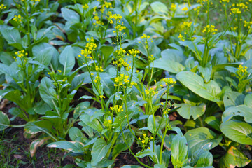 Choy Sum or flowering white cabbage growing in a garden bed