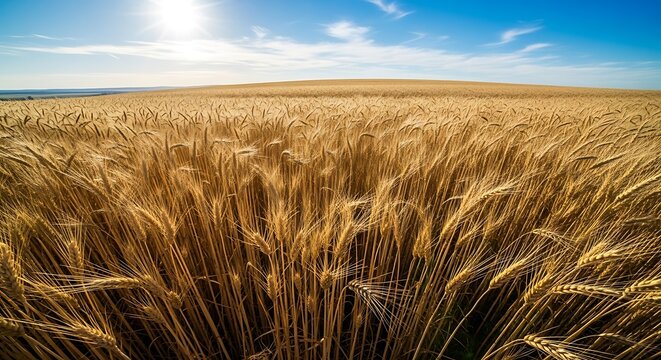 A vast field of golden wheat under a bright blue sky with scattered white clouds above