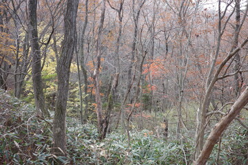 晩秋、紅葉した木々が揺れる雑木林