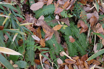 落ち葉の降り積もった冬の森のシシガシラ