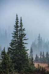 First Snow Fall 1638