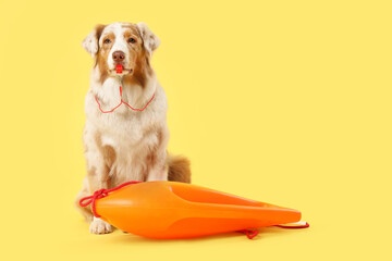 Cute Australian Shepherd dog with whistle and rescue buoy on yellow background