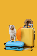 Cute Australian Shepherd dog with suitcases on yellow background. Travel concept