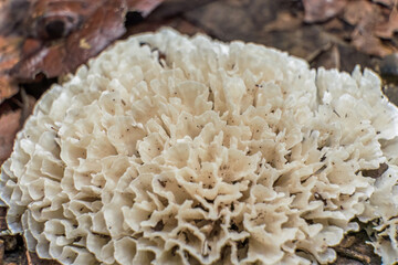 Cauliflower mushroom growing on the fallen leaves covered ground at the edge of a rural road, in the eastern Andean mountains of central Colombia, near the Iguaque natural reserve.