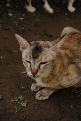 A cute cat is showing off a very unique pose