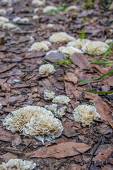 Cauliflower mushroom growing on the fallen leaves covered ground at the edge of a rural road, in the eastern Andean mountains of central Colombia, near the Iguaque natural reserve.