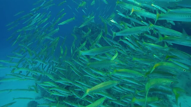 A large group of Yellowtail Barracuda, Sphyraena flavicauda swimming in blue water near a coral reef, a Yellowspotted Trevally, Carangoides fulvoguttatus swims into school