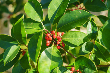 秋から冬に実るクロガネモチの赤い実