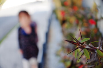 autogrow. Special plants domestic care