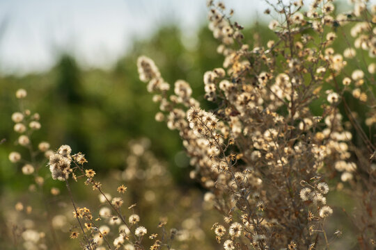 Wildflower flully white seed heads in Larnaca Cyprus during November