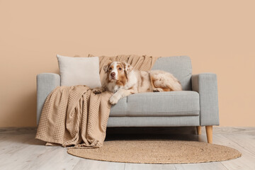 Cute Australian Shepherd dog lying on sofa near beige wall in living room