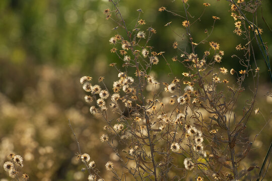 Wildflower flully white seed heads in Larnaca Cyprus during November