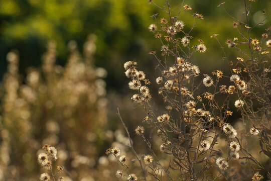Wildflower flully white seed heads in Larnaca Cyprus during November