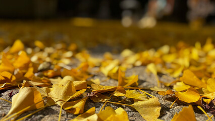 石畳の上に積もる黄色いイチョウの落ち葉と秋の風景