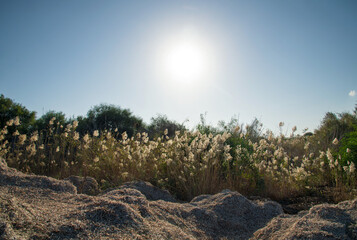 Fluffy seed plumes wetland Larnaca,Cyprus during November