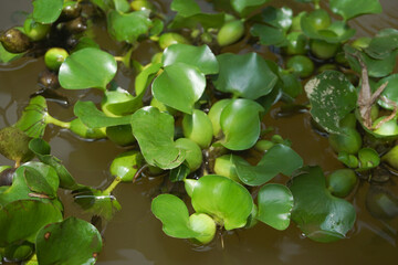 Green Water Hyacinth plants floating on murky water in a tropical pond