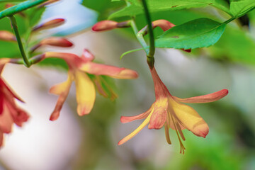 Montbretia flowers in full bloom illuminated by midday sun, in a forest in the eastern Andean mountains of central Colombia, near the Iguaque natural reserve.