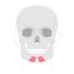 Depressor labii inferioris - Human facial muscle shown in labeled anatomy diagram responsible for lowering the lower lip and exposing teeth, important for sadness, medical reference and education