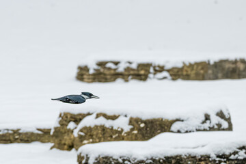 Belted kingfisher in flight over a creek, past snow-covered banks in winter.