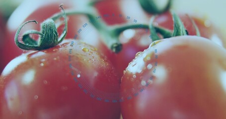 Displaying ripe tomato cluster shining with droplets and green calyxes on tabletop, with blue ring © vectorfusionart