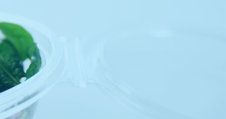 Displaying clear hinged plastic container holding green leaves on blue tabletop, lid hinge visible