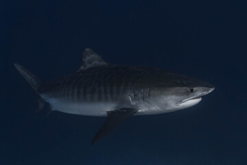 Tiger shark, Fuvahmulah, Maldives
