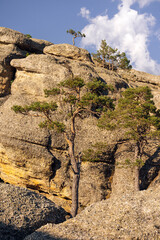 Rock formations and pine trees in the Castroviejo nature reserve, in Duruelo de la Sierra, Soria, Castile and Leon, Spain.
