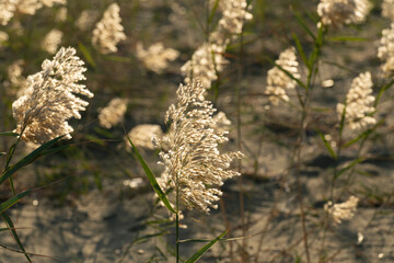 Close up  fluffy seed plumes, Phragmites australis durng November in Larnaca Cyprus