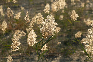 Close up  fluffy seed plumes, Phragmites australis durng November in Larnaca Cyprus