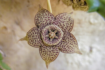 A newly bloomed starfish cactus flower hanging from its stem, in a garden in the eastern Andean mountains of central Colombia, near the Iguaque natural reserve.