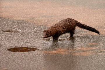 A wild Mink stands on a frozen pond next to a hole in th ice