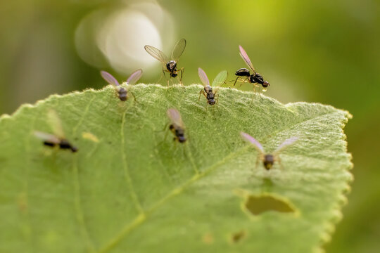 A group of tiny parasitic black wasps on a leaf, one of them with a drop, in a forest in the eastern Andean mountains of central Colombia, near the Iguaque natural reserve.